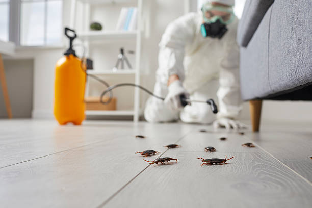 Commercial Kitchen Cockroach Control in Overland